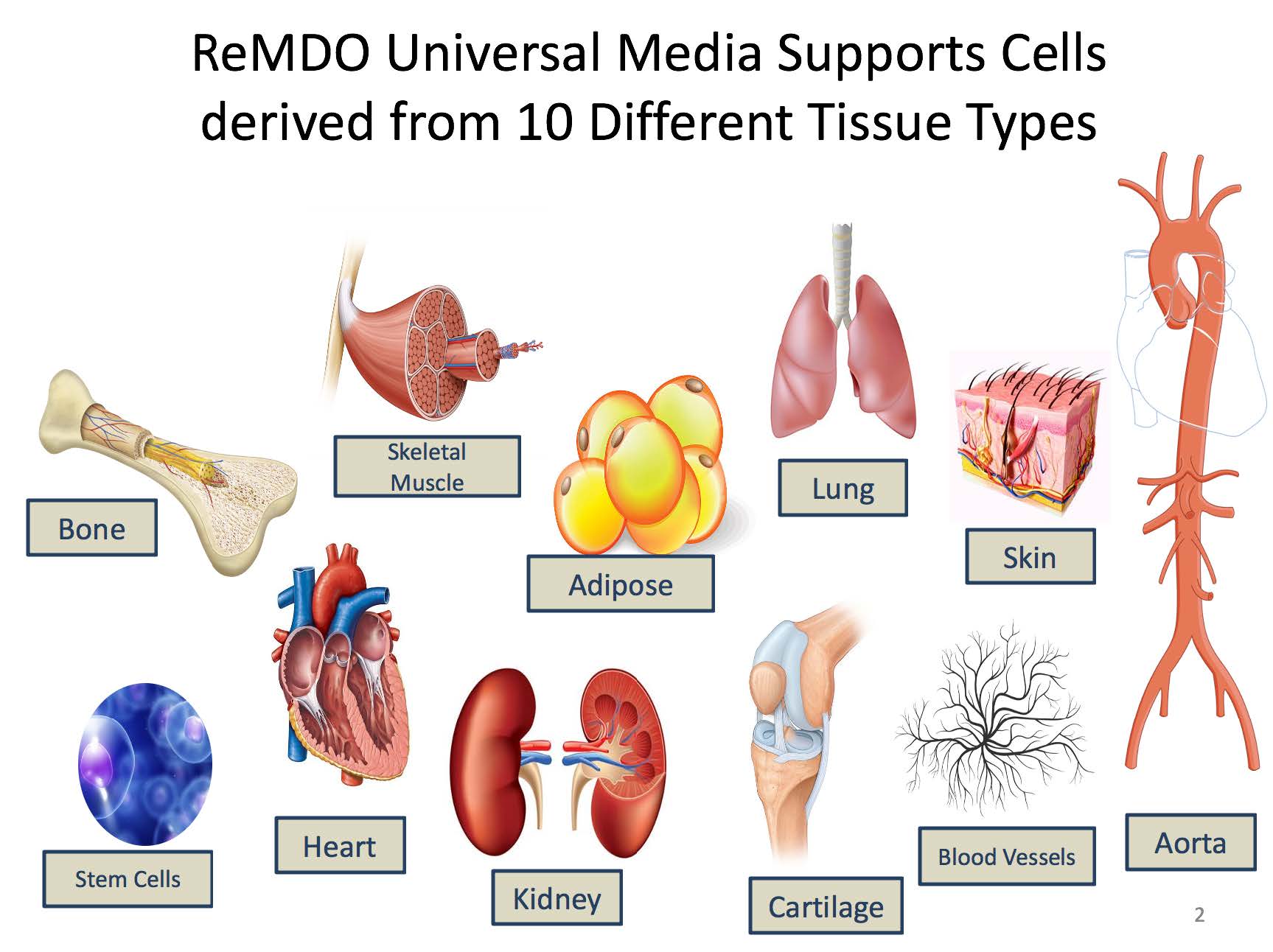 ReMDO Universal Media Supports Cells derived from 10 Different Tissue Types: Bone, Skeletal Muscle, Adipose, Lung, Skin, Stem Cells, Heart, Kidney, Cartilage, Blood Vessels, Aorta